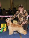 Еве 10 месяцев - 26 января Чемпионат Спаниелей первое место из 9 собак в ринге , отл. ЮПК
