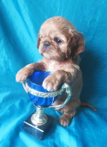 � ���� ����� ���������!)