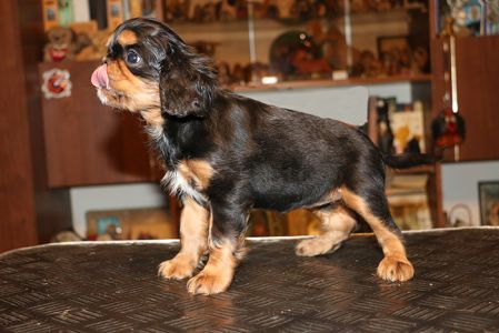 ������� �����������.)