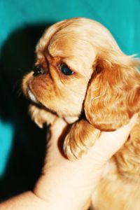 2 ������.